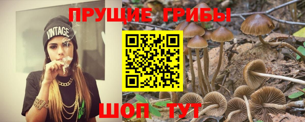 купить   Вход с VPN  Будённовск  Галлюциногенные грибы Psilocybine cubensis 
